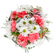 This exuberant bouquet, crafted by the talented florists at Flower Delivery Enfield, is a study in joyful contrasts and harmonious colour. Set against a crisp white background for maximum impact, the overhead perspective showcases layers of cloud-like coral-pink carnations and star-bright white daisies, each flower meticulously placed to balance volume and lightness. In the heart of the arrangement, daisies unfurl in radiant whorls around their vivid green cores, bringing the promise of springtime along Southbury's leafy lanes. Wispy threads of gypsophila weave through the bouquet like early morning cloud, amplifying the sense of fullness and creating an ethereal softness that echoes the calm of Enfield's Woodgrange estate. Subtle blushes on emerging alstroemeria buds-tipped with purples and pinks-add depth and refinement, while silvery eucalyptus leaves offer a soft, matte counterpoint to the brighter blooms. Deeper green foliage frames the composition with understated elegance. The result is a round, balanced bouquet that feels both heartfelt and celebratory-perfect for delivering smiles across Enfield, from Winchmore Hill to Lower Edmonton, for birthdays, congratulations, or simply to let someone know you care. This arrangement is a true testament to the talent and heart behind every local Enfield delivery.