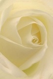 This image immerses you at the very heart of a cream-white rose, its petals unfolding with such softness that you can almost feel the breath of new morning air in Enfield. The spiraling formation of each petal draws you inward, their texture delicate as whispers, holding the promise of a gentle touch. Subtle shadows relax in the ivory curves, lending a quiet dimension and reflecting the tranquil mood found in Enfield's leafy avenues. Every detail seems to radiate peace-like a thoughtful gesture of sympathy or a serene moment captured within Forty Hall's gardens. As a dedicated Enfield florist, I often find this type of rose chosen to mark new beginnings, express gentle admiration, or comfort those we care for deeply. The suggestion of a sweet, clean fragrance lingers just out of reach, as if inviting pause and reflection. The close perspective not only captures the beauty of the bloom itself but also honors the artistry and true sentiment woven into every floral selection that brings light and calm into our Enfield homes and hearts.